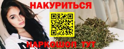 сатива Гай